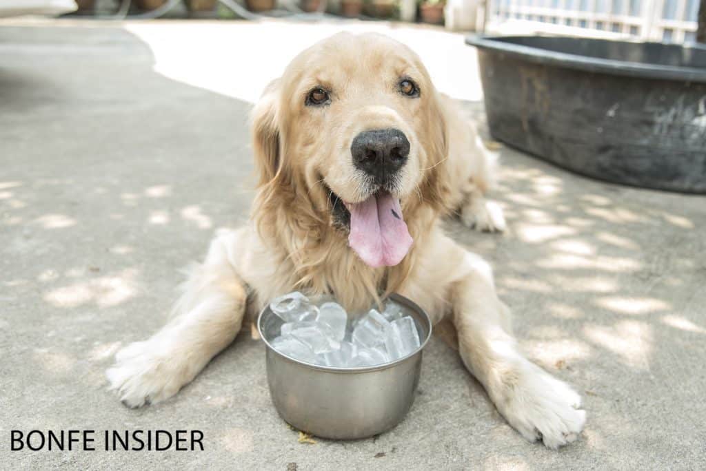 A dog in front of a bowl with ice cubes in it